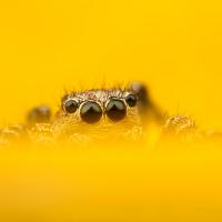 Jumping Spider - Sitticus pubescens 